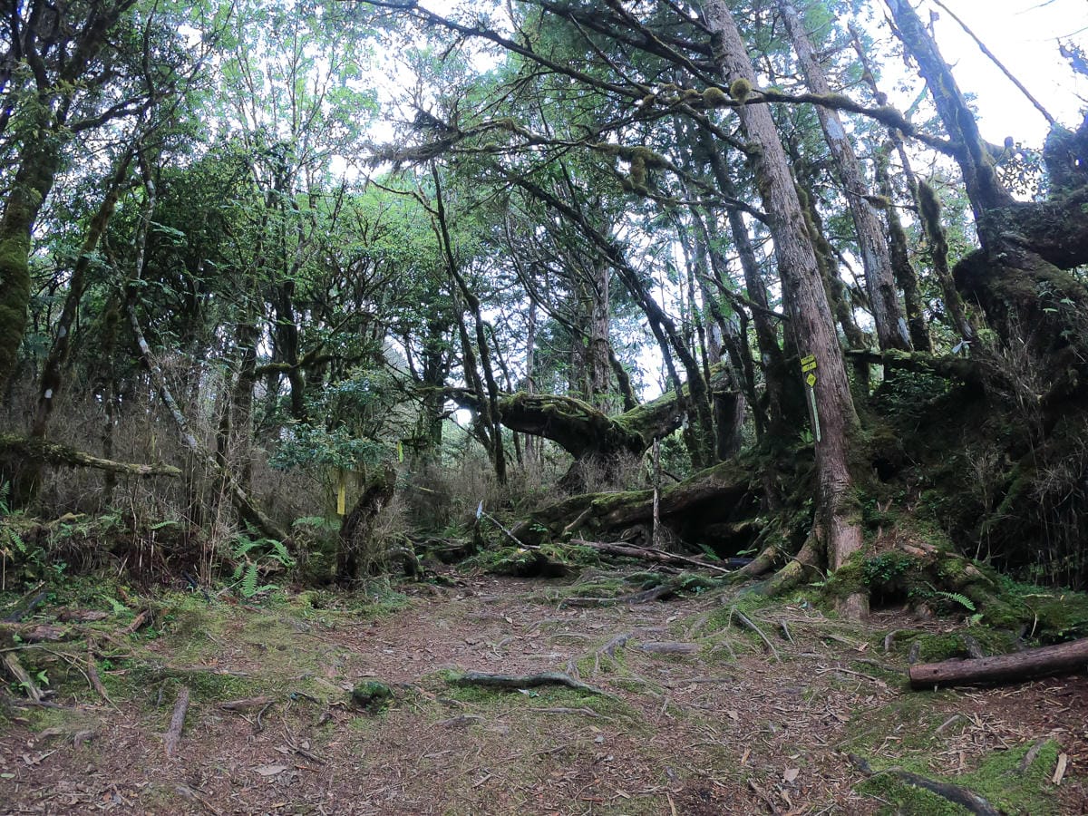 宜蘭加羅湖 加太縱走兩日露營太平山 倒木跨到飽會吃鞋的泥沼(下