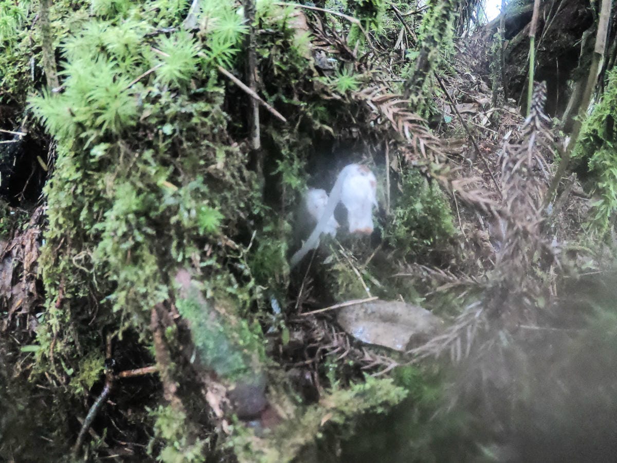 宜蘭加羅湖 加太縱走兩日露營太平山 倒木跨到飽會吃鞋的泥沼(下