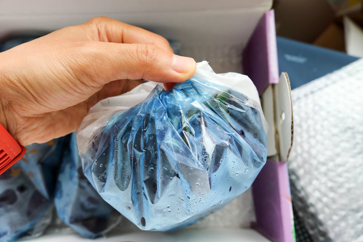 團購美食巨峰葡萄 在苗栗卓蘭喝牛奶長大怕酸者的最愛 - 第5張圖 團購美食巨峰葡萄 在苗栗卓蘭喝牛奶長大怕酸者的最愛