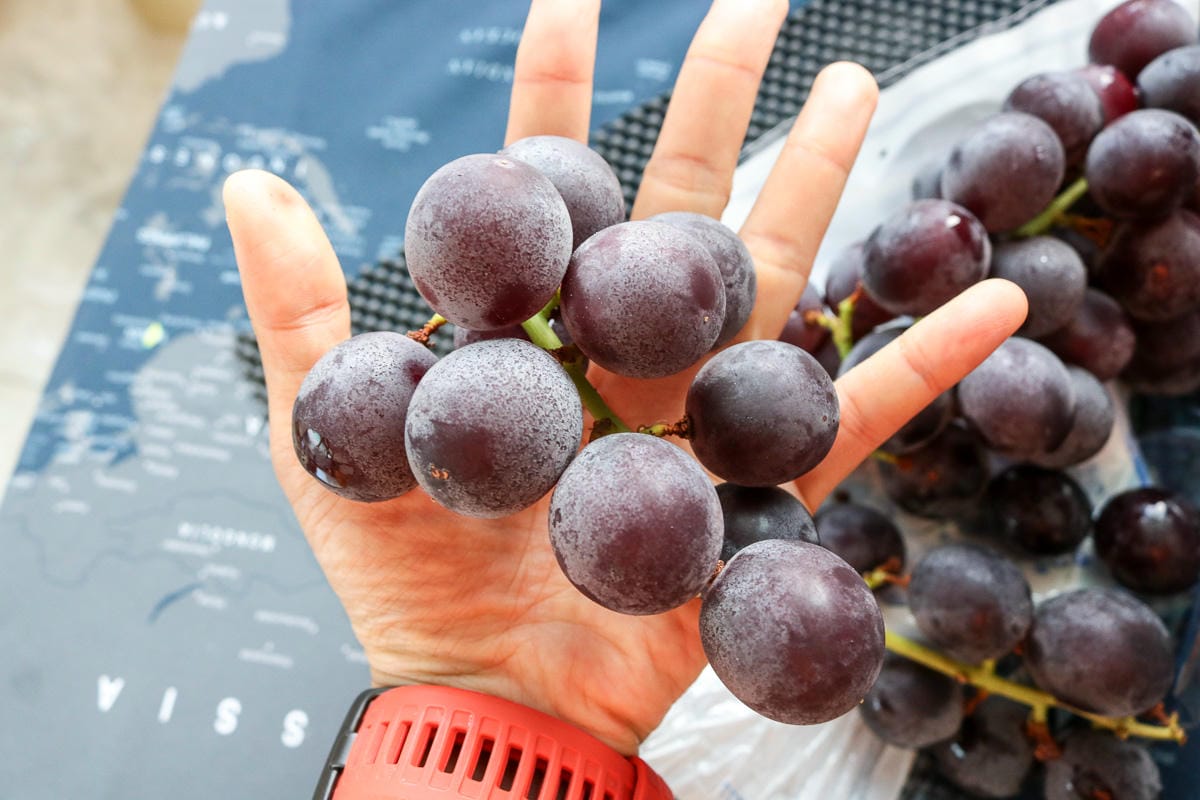 團購美食巨峰葡萄 在苗栗卓蘭喝牛奶長大怕酸者的最愛 - 第8張圖 團購美食巨峰葡萄 在苗栗卓蘭喝牛奶長大怕酸者的最愛