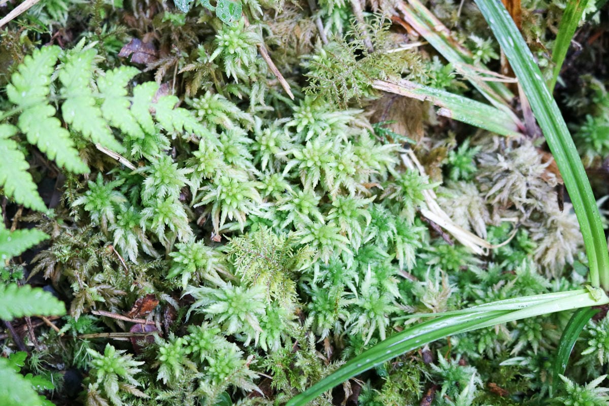 太平山翠峰湖兩日夜宿翠峰山屋 翠峰湖步道絕美日出宛若走入電影