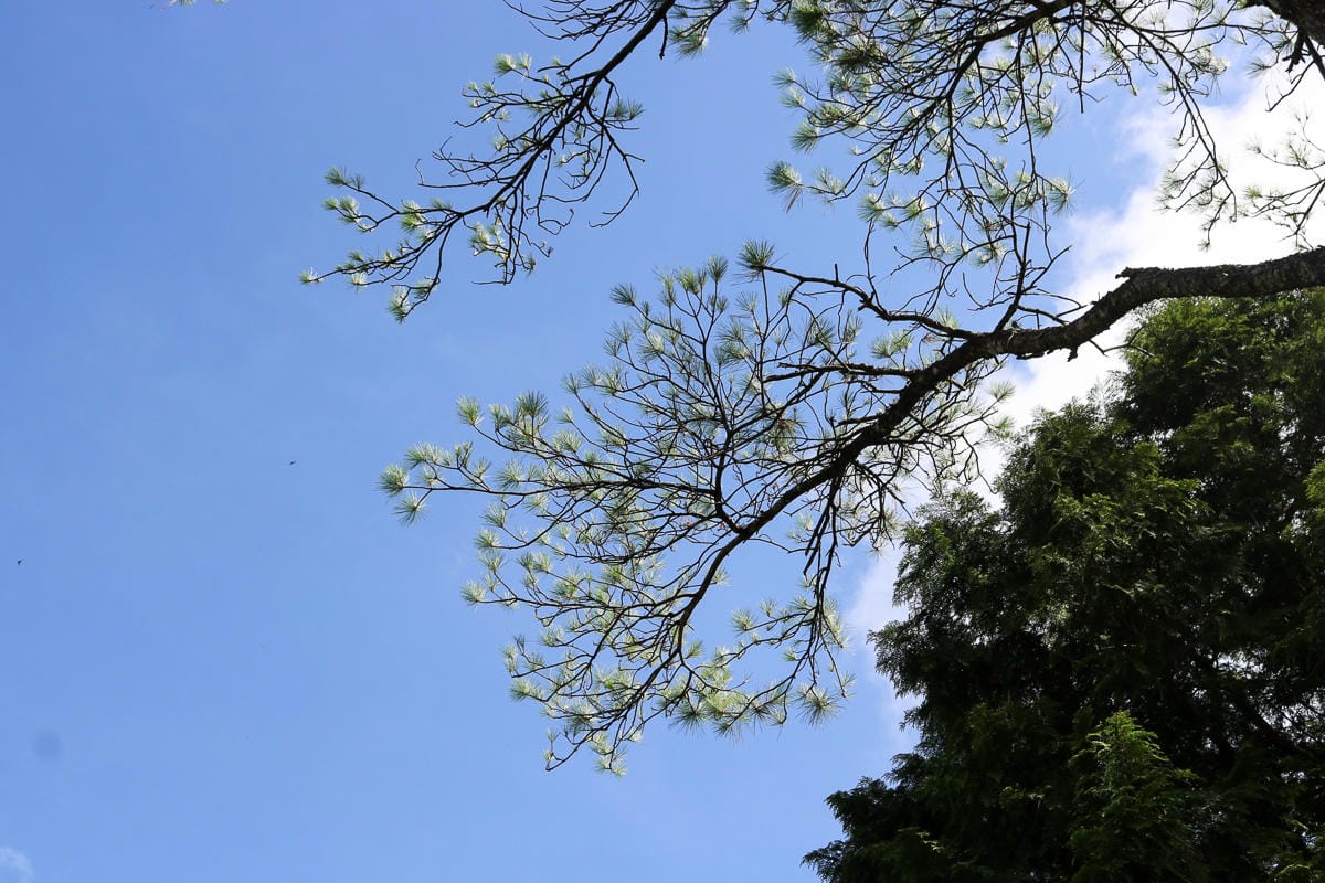 太平山翠峰湖兩日夜宿翠峰山屋 翠峰湖步道絕美日出宛若走入電影