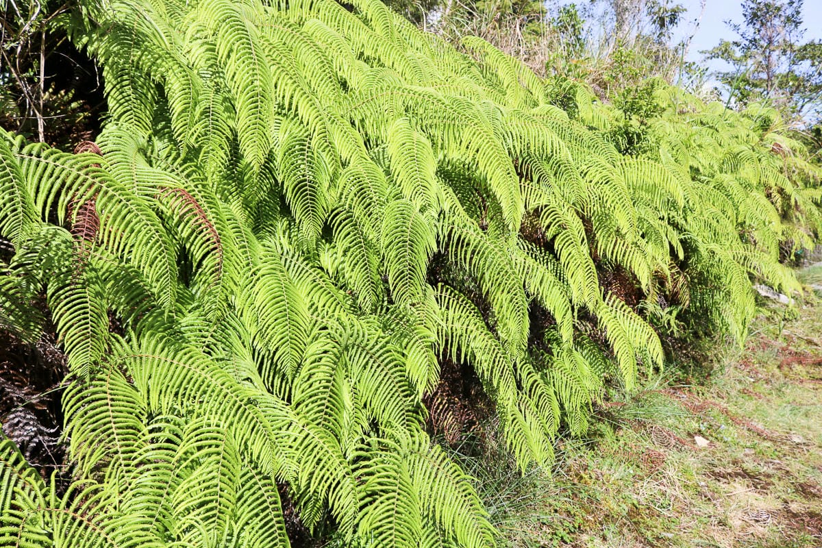 太平山翠峰湖兩日夜宿翠峰山屋 翠峰湖步道絕美日出宛若走入電影