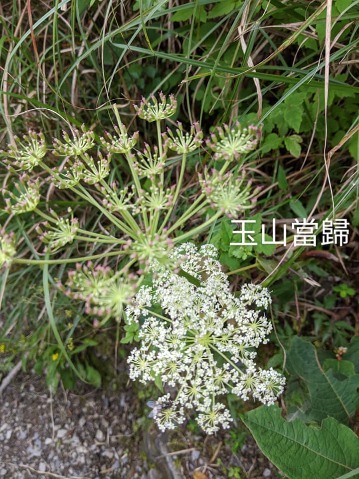 合歡山玉山雪山高山花卉對照