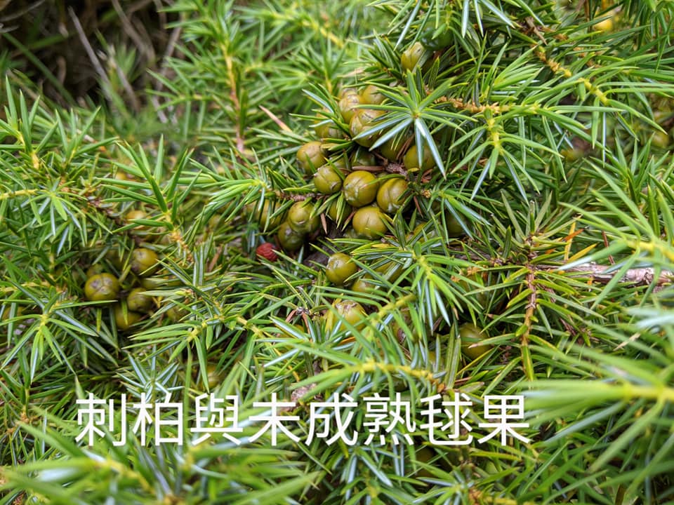 合歡山玉山雪山高山花卉對照