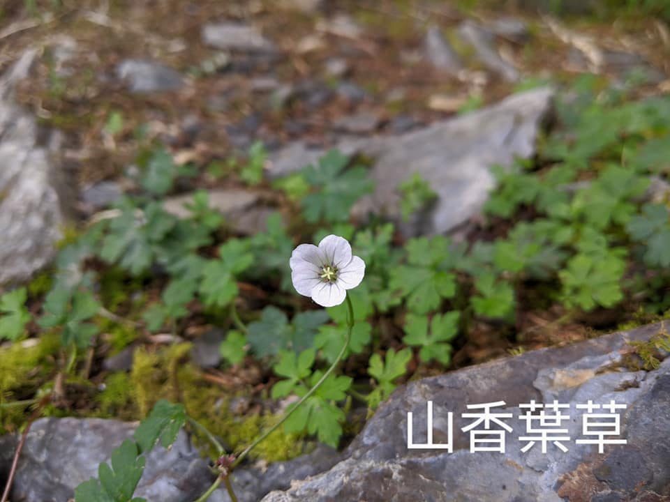 合歡山玉山雪山高山花卉對照