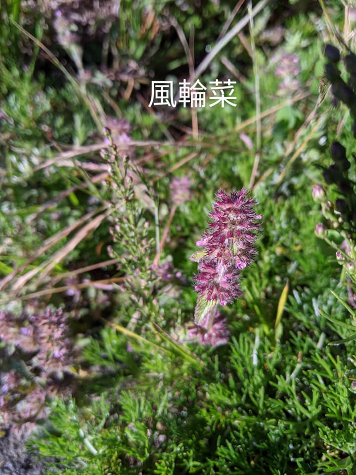 合歡山玉山雪山高山花卉對照