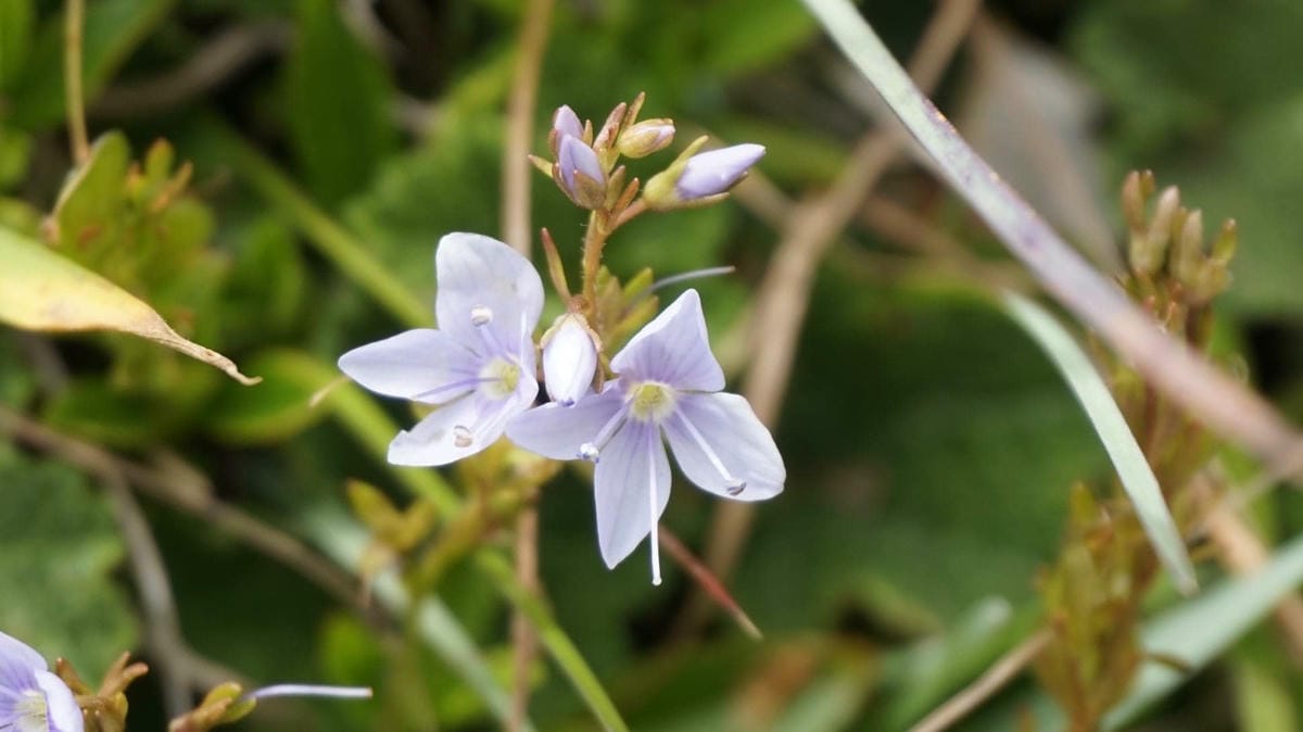合歡山玉山雪山高山花卉對照