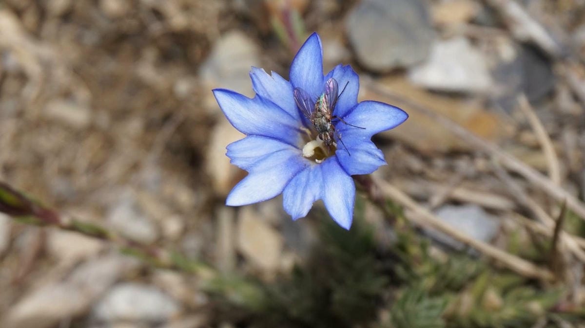 合歡山玉山雪山高山花卉對照