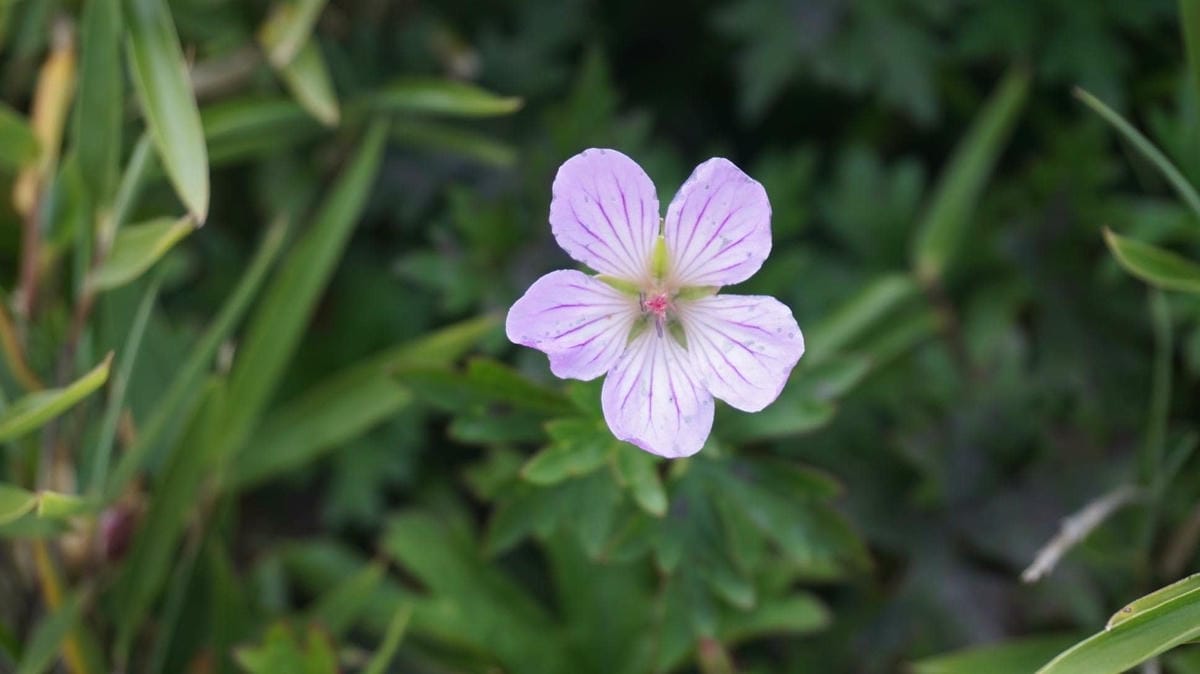 合歡山玉山雪山高山花卉對照