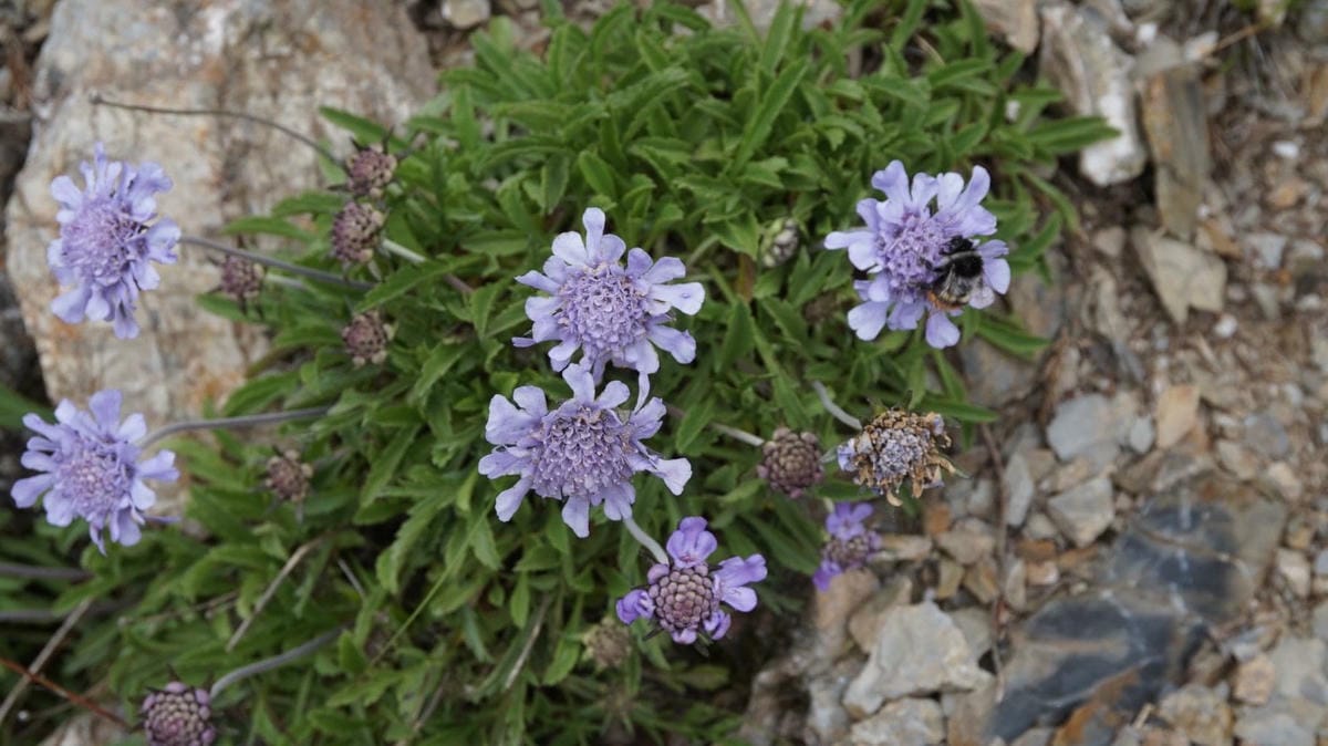 合歡山玉山雪山高山花卉對照