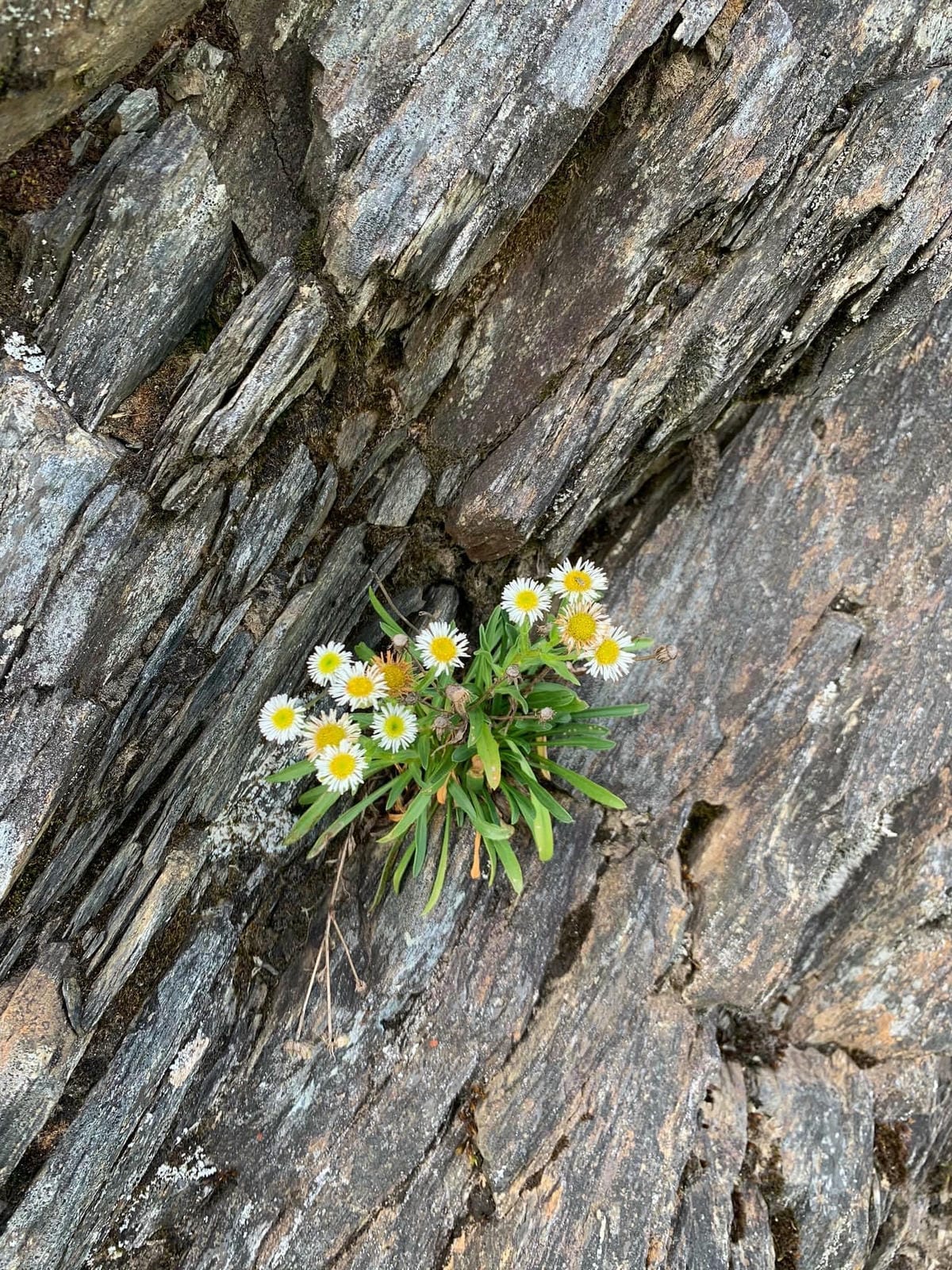 合歡山玉山雪山高山花卉對照