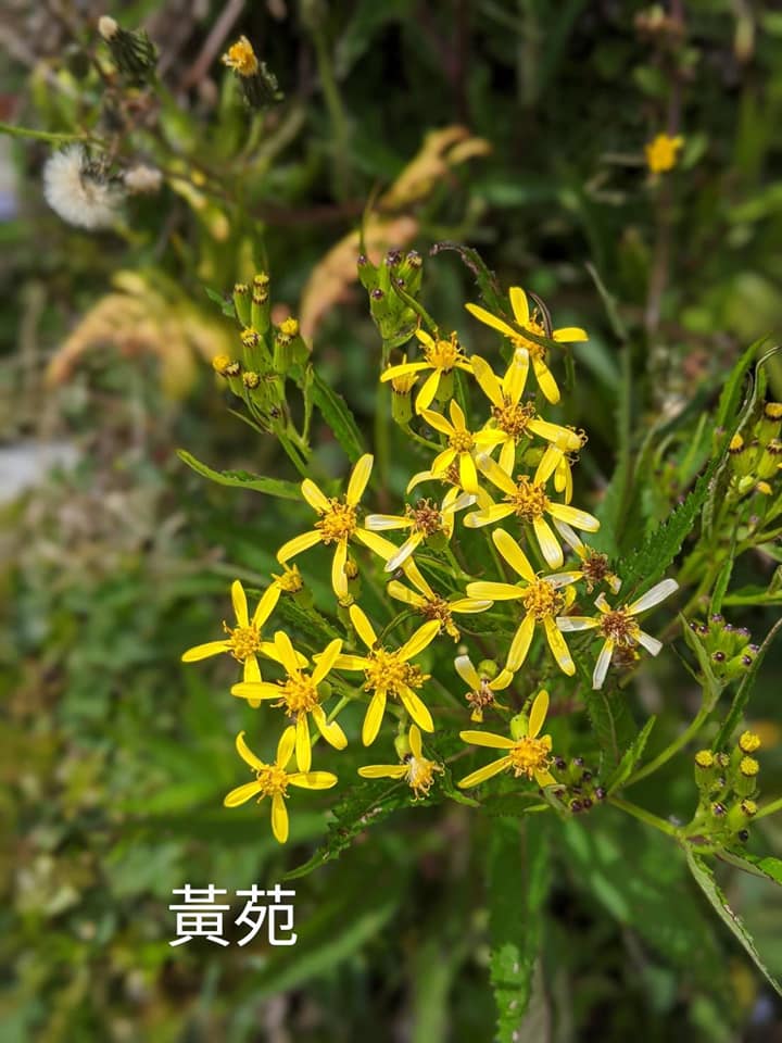 合歡山玉山雪山高山花卉對照