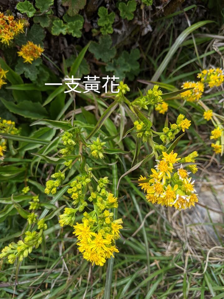 合歡山玉山雪山高山花卉對照