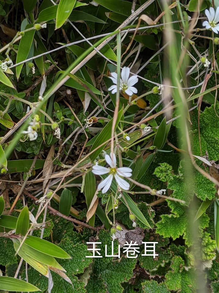合歡山玉山雪山高山花卉對照