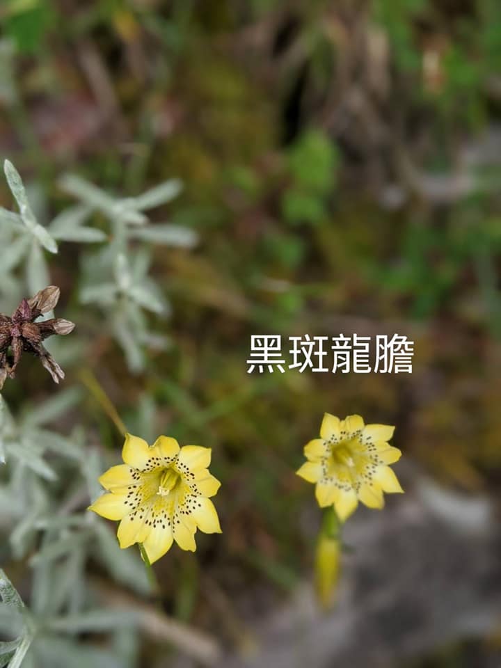 合歡山玉山雪山高山花卉對照