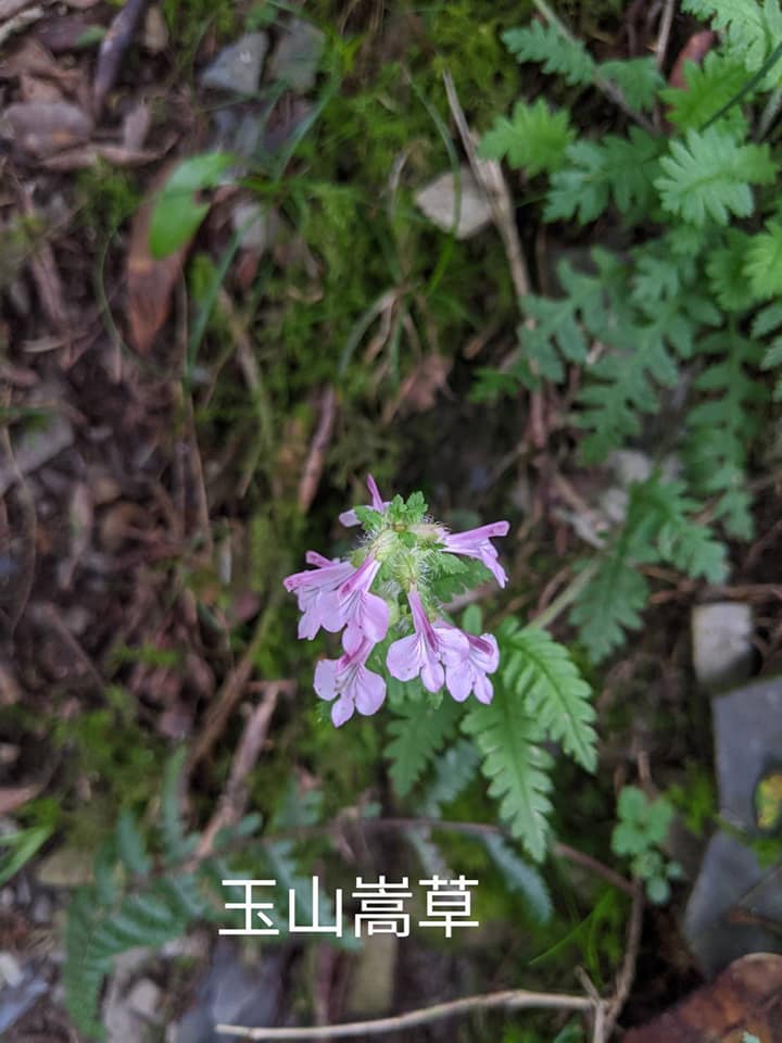 合歡山玉山雪山高山花卉對照