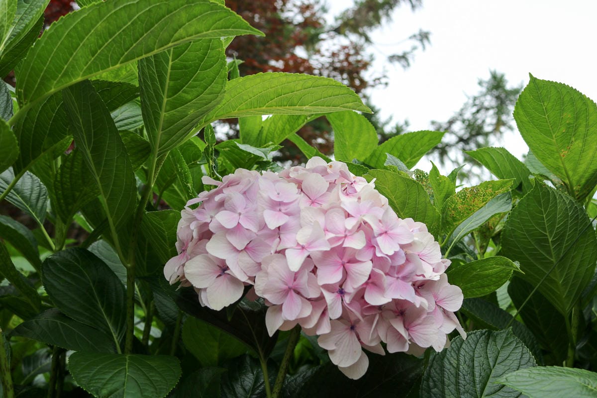 太平山翠峰湖兩日夜宿翠峰山屋 太平山莊餐廳桌菜雲海咖啡館