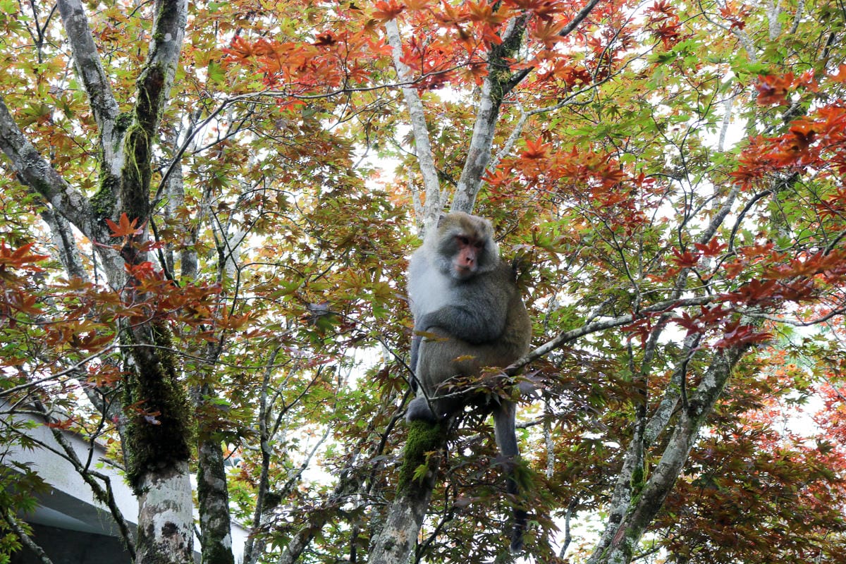 太平山翠峰湖兩日夜宿翠峰山屋 太平山莊餐廳桌菜雲海咖啡館