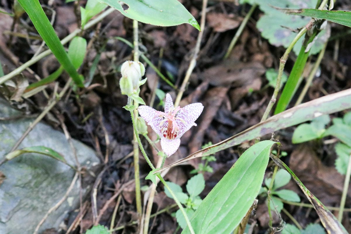 奇萊南華三天兩夜 奇萊南峰能高北峰根本能高安東軍水鹿預備團
