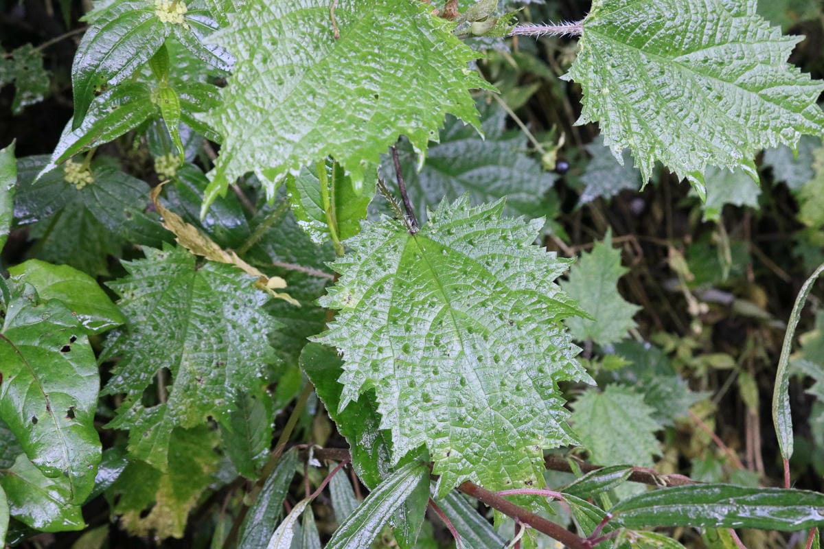 奇萊南華三天兩夜 奇萊南峰能高北峰根本能高安東軍水鹿預備團