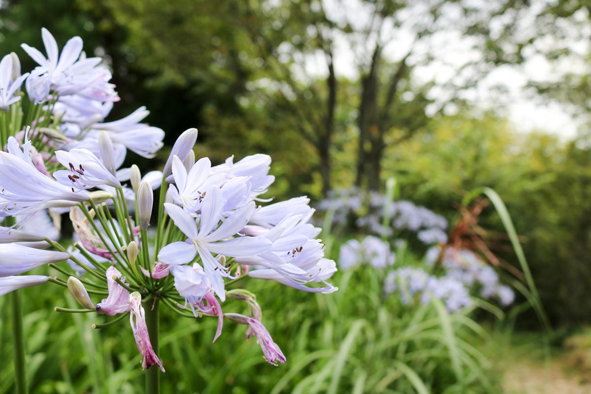 奇萊南華三天兩夜 奇萊南峰能高北峰根本能高安東軍水鹿預備團