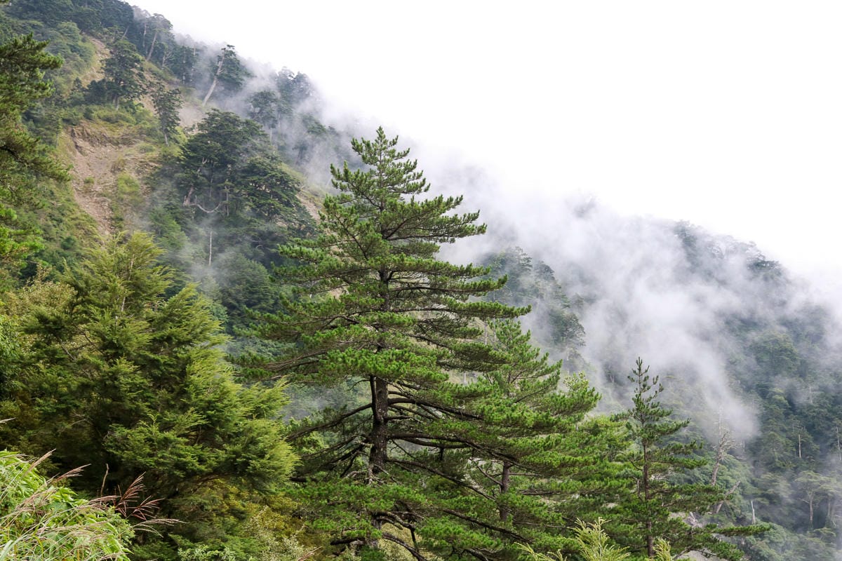 奇萊南華三天兩夜 奇萊南峰能高北峰根本能高安東軍水鹿預備團