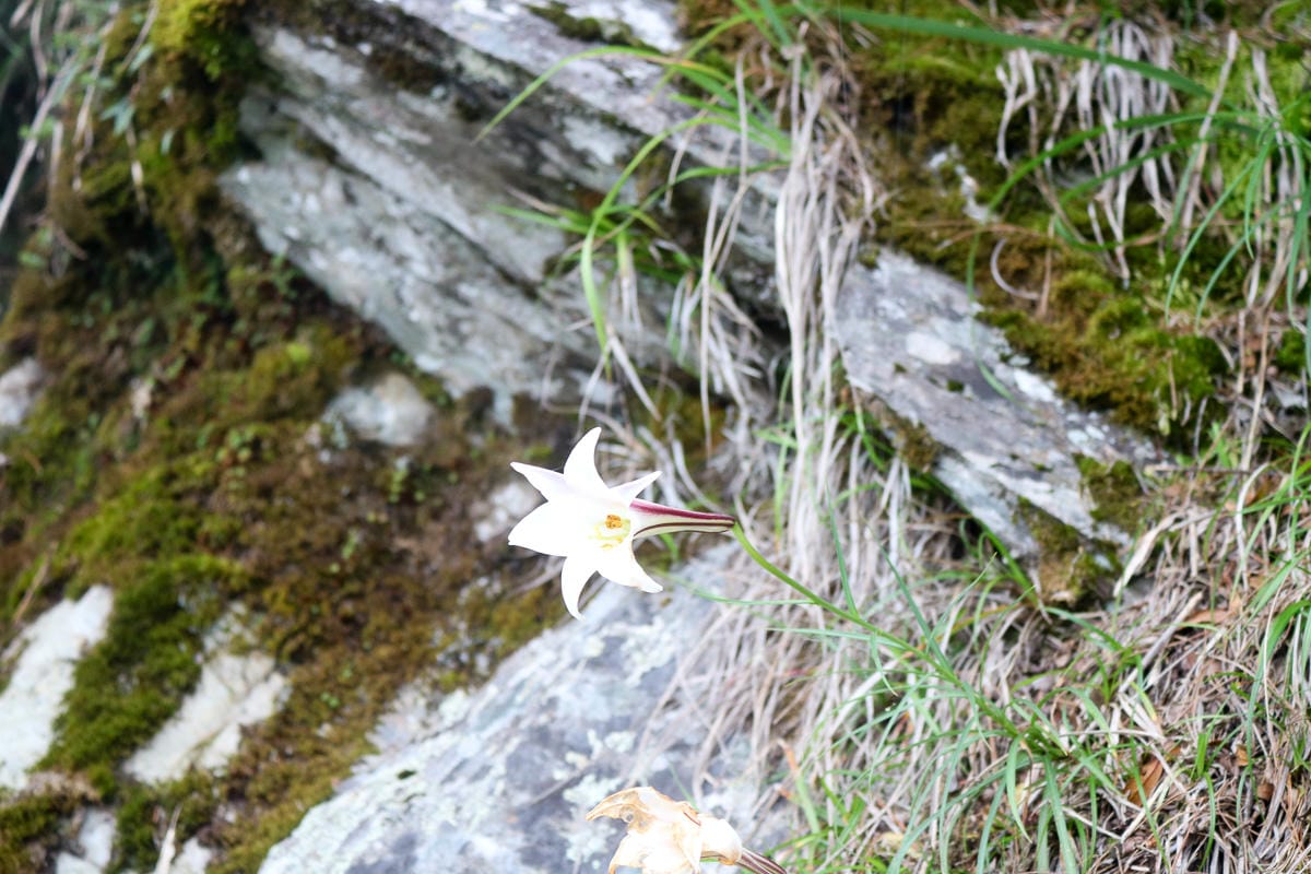 奇萊南華三天兩夜 奇萊南峰能高北峰根本能高安東軍水鹿預備團