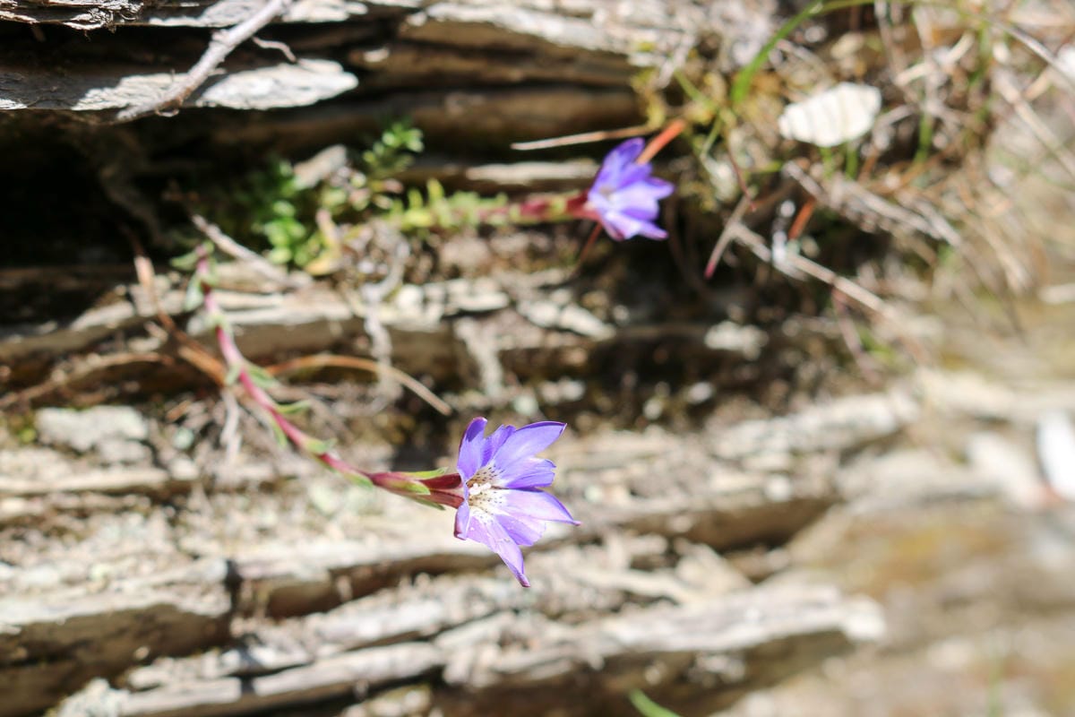 奇萊南華三天兩夜 奇萊南峰南華山 滾動在金色大草原上享樂大自然