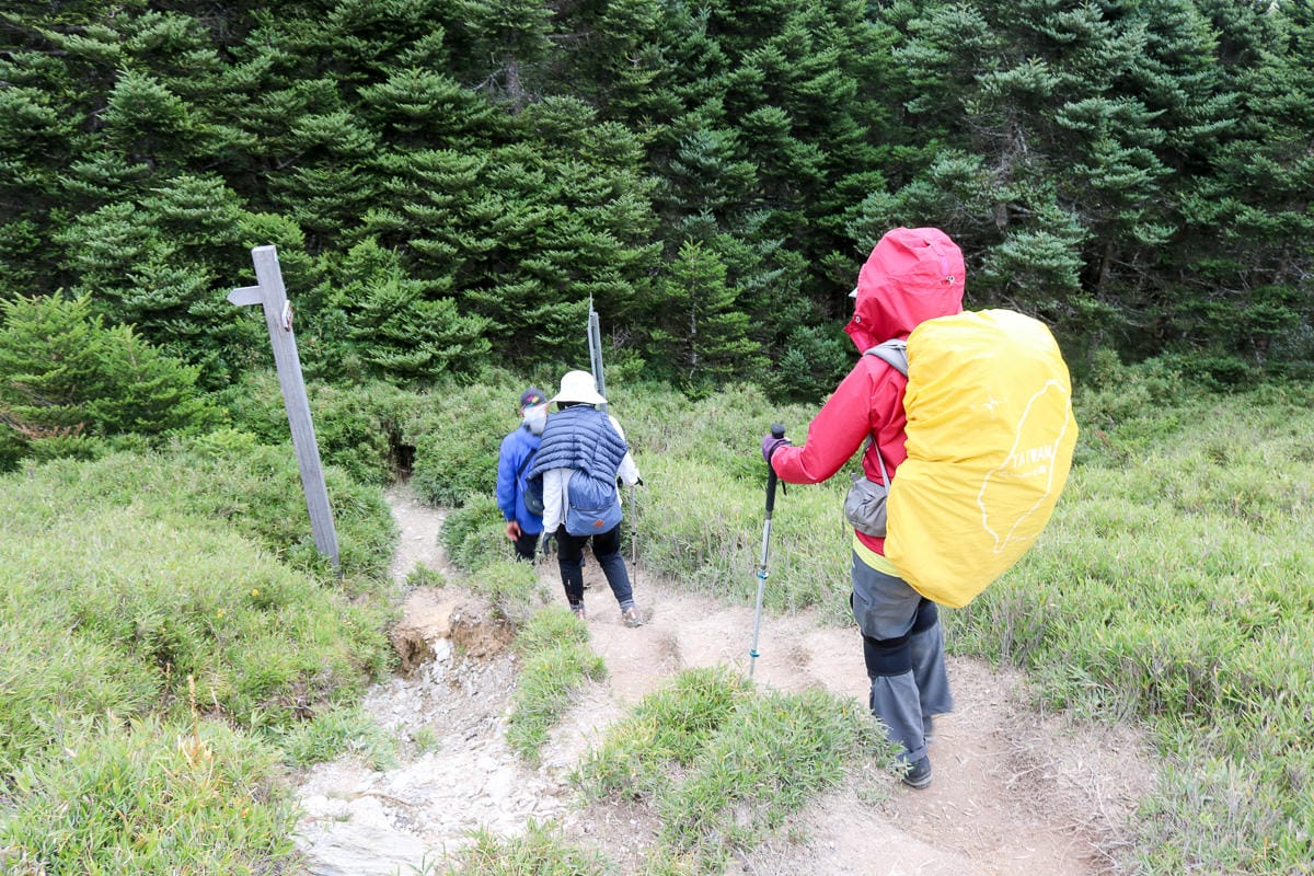 奇萊南華三天兩夜 奇萊南峰南華山 滾動在金色大草原上享樂大自然