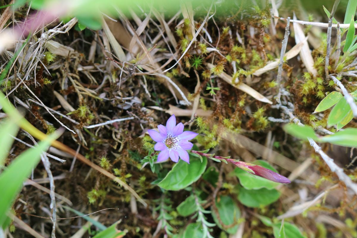奇萊南華三天兩夜 奇萊南峰南華山 滾動在金色大草原上享樂大自然
