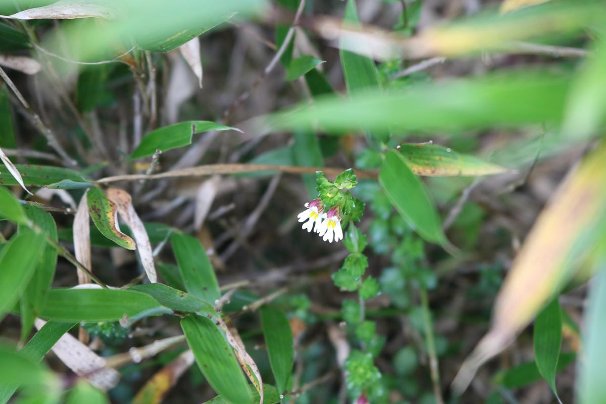 奇萊南華三天兩夜 奇萊南峰南華山 滾動在金色大草原上享樂大自然