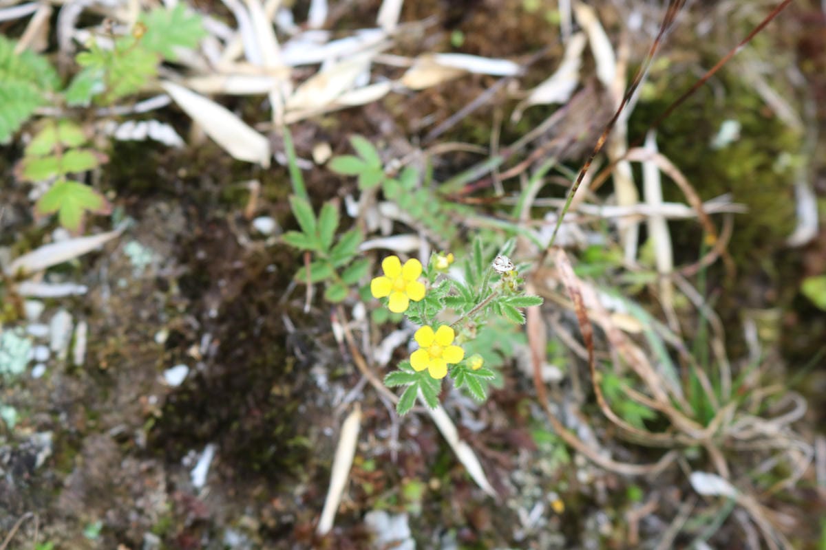 奇萊南華三天兩夜 奇萊南峰南華山 滾動在金色大草原上享樂大自然