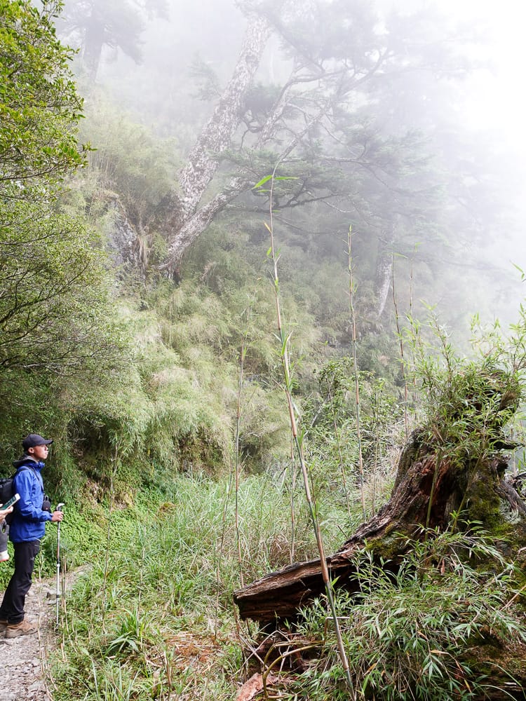 奇萊南華三天兩夜 奇萊南峰南華山 滾動在金色大草原上享樂大自然