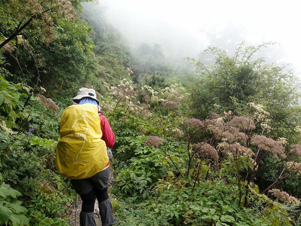 奇萊南華三天兩夜 奇萊南峰南華山 滾動在金色大草原上享樂大自然