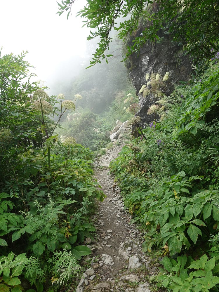 奇萊南華三天兩夜 奇萊南峰南華山 滾動在金色大草原上享樂大自然