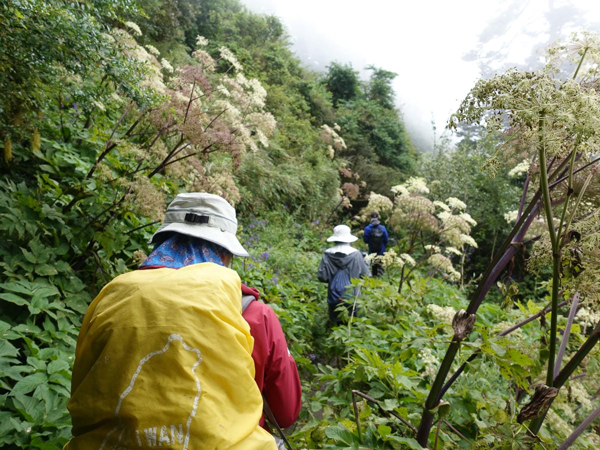 奇萊南華三天兩夜 奇萊南峰南華山 滾動在金色大草原上享樂大自然