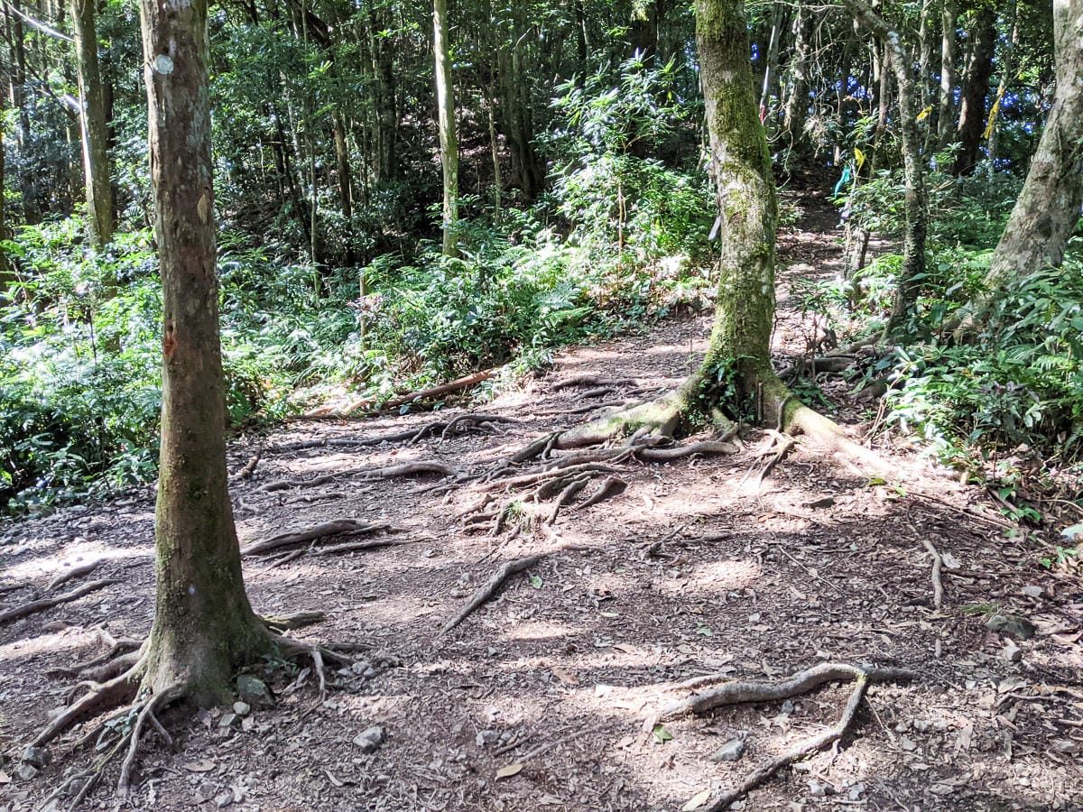 新竹高島縱走 高台山連走島田山 滑到生無可戀還好有美食救贖