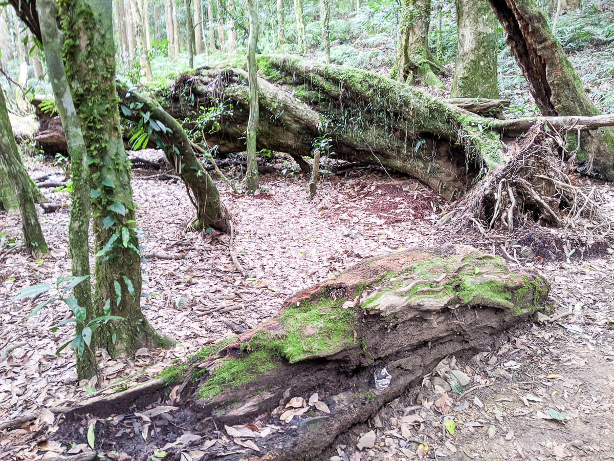 新竹高島縱走 高台山連走島田山 滑到生無可戀還好有美食救贖