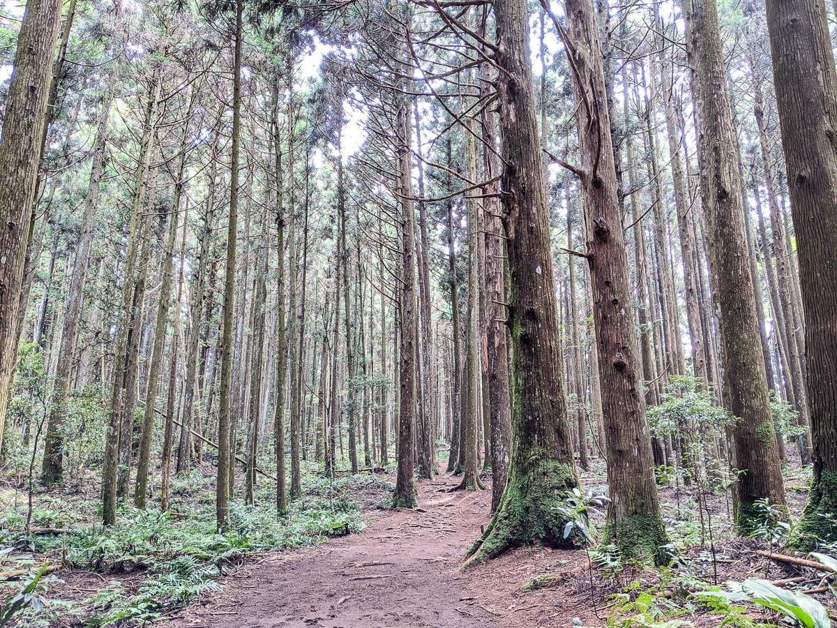 新竹高島縱走 高台山連走島田山 滑到生無可戀還好有美食救贖