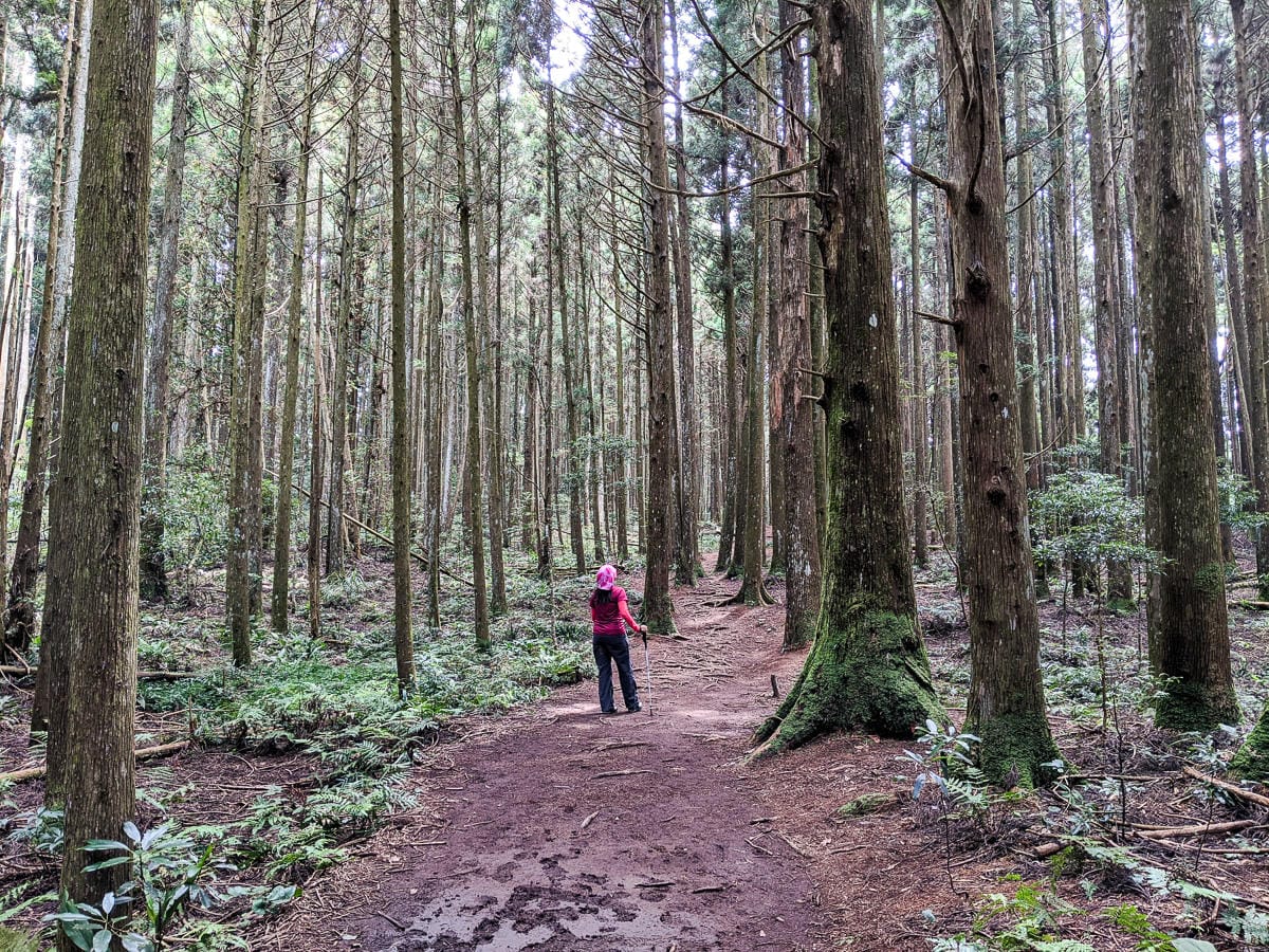 新竹高島縱走 高台山連走島田山 滑到生無可戀還好有美食救贖