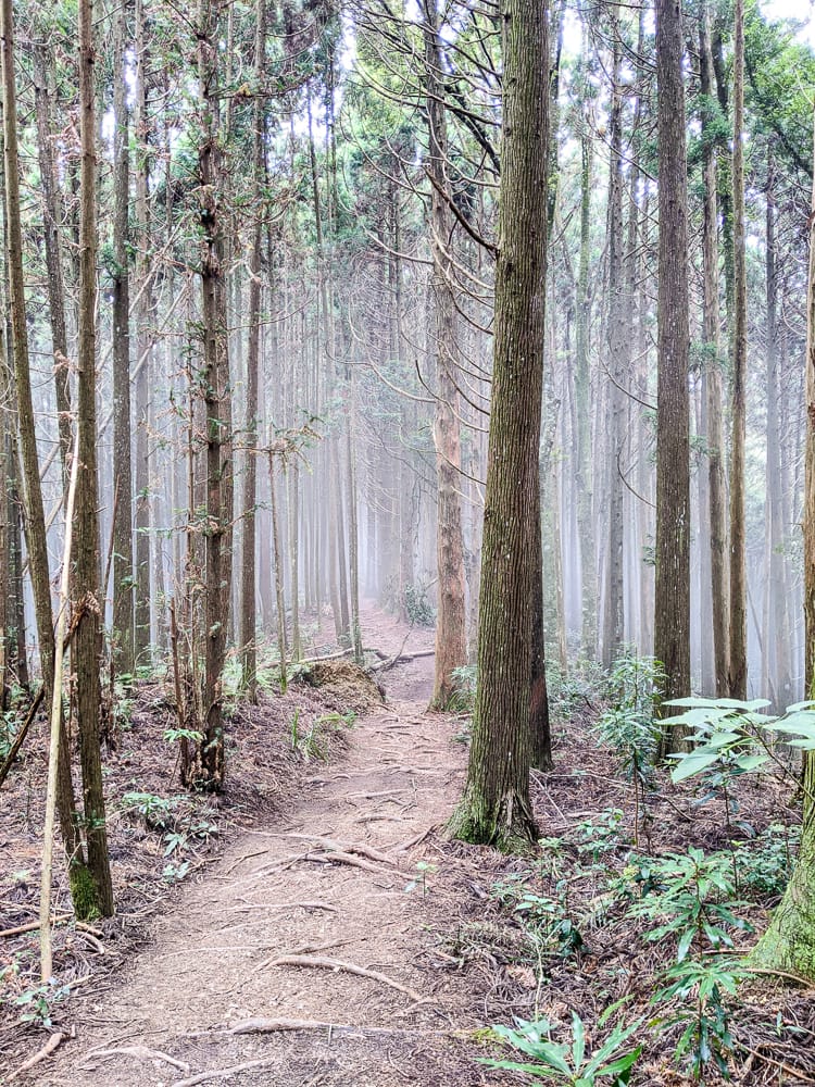 新竹高島縱走 高台山連走島田山 滑到生無可戀還好有美食救贖