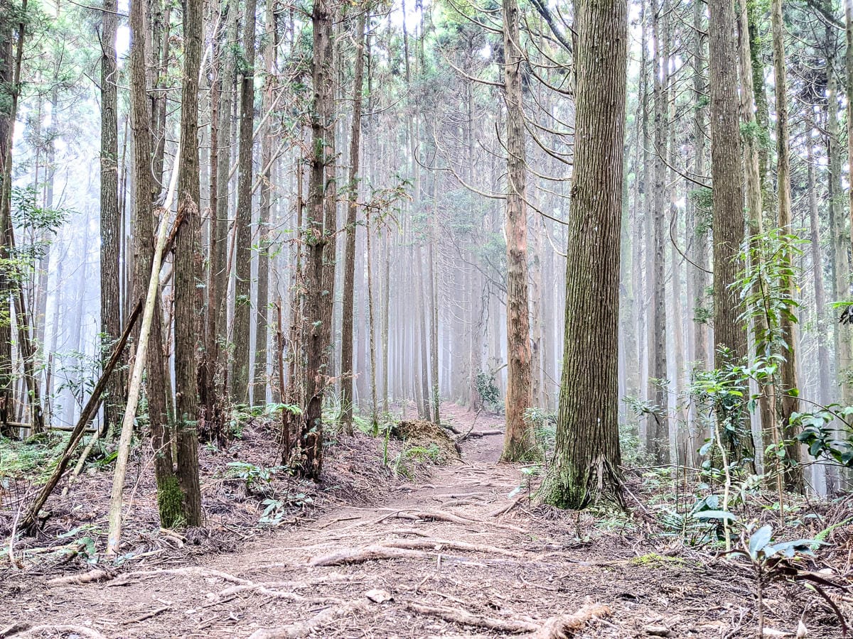 新竹高島縱走 高台山連走島田山 滑到生無可戀還好有美食救贖