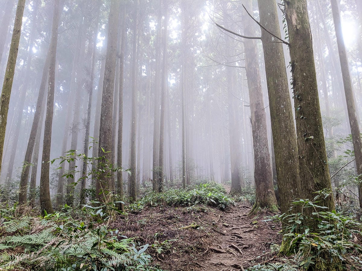 新竹高島縱走 高台山連走島田山 滑到生無可戀還好有美食救贖