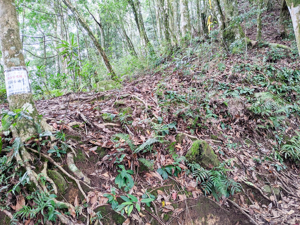 新竹高島縱走 高台山連走島田山 滑到生無可戀還好有美食救贖