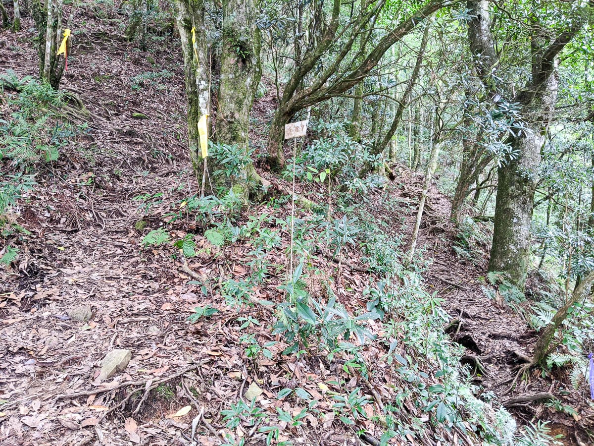 新竹高島縱走 高台山連走島田山 滑到生無可戀還好有美食救贖