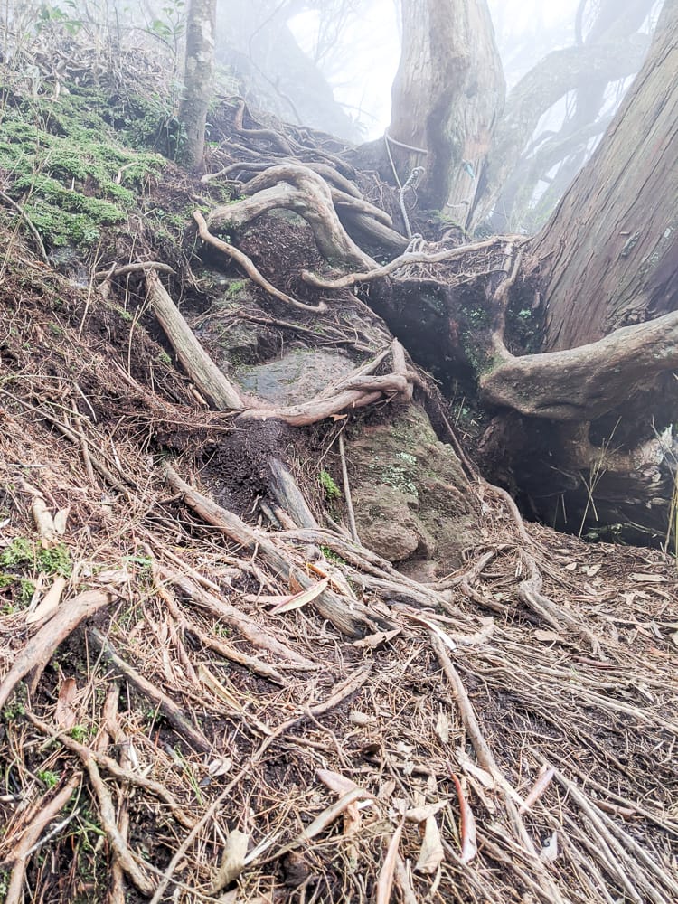 新竹高島縱走 高台山連走島田山 滑到生無可戀還好有美食救贖