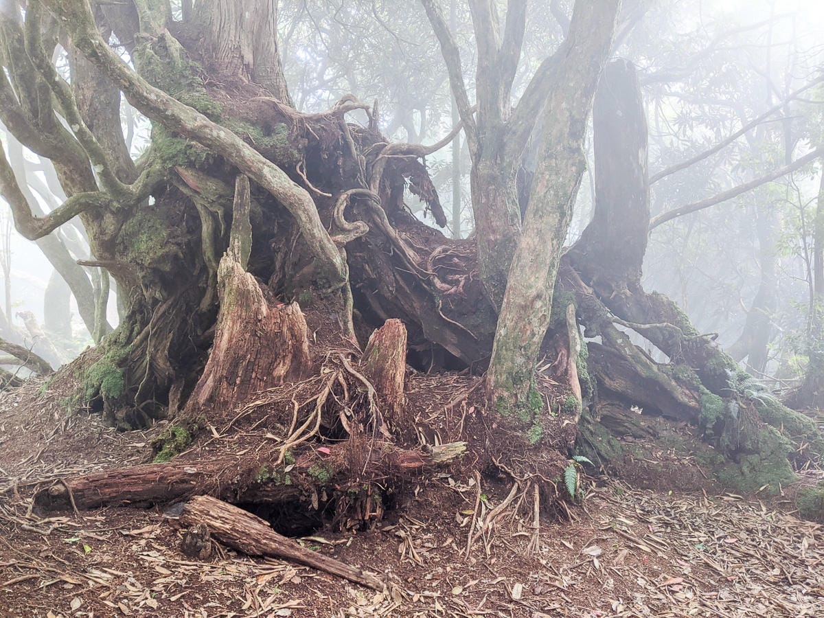 新竹高島縱走 高台山連走島田山 滑到生無可戀還好有美食救贖