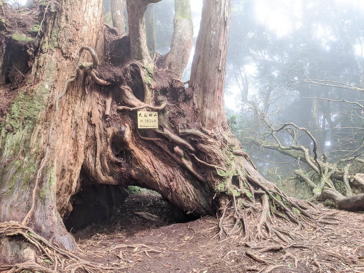 新竹高島縱走 高台山連走島田山 滑到生無可戀還好有美食救贖