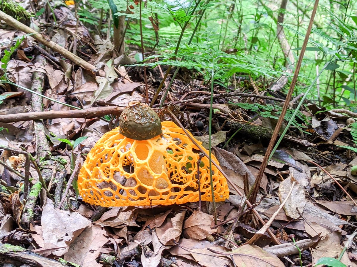 新竹高島縱走 高台山連走島田山 滑到生無可戀還好有美食救贖